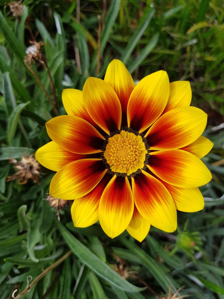 Golden Ratio In Nature, Gazania Flowers, Symmetry In Nature, Nature Pattern Design, Symmetry Photography, Geometry Nature, Design In Nature, Wallpapers Landscape, Radial Symmetry