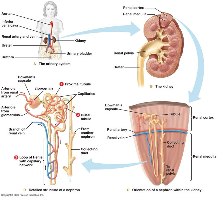 the anatomy of the human body and its major structures, including the urchinal system