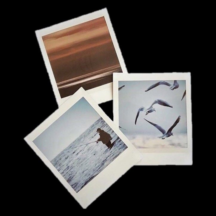 four polaroid photos with birds flying over the water and on top of each other