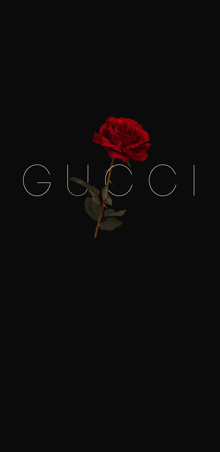 a red rose sitting on top of the word gucci in front of a black background