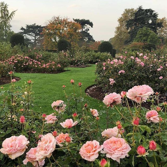 many pink roses are in the middle of a green garden with trees and bushes behind them