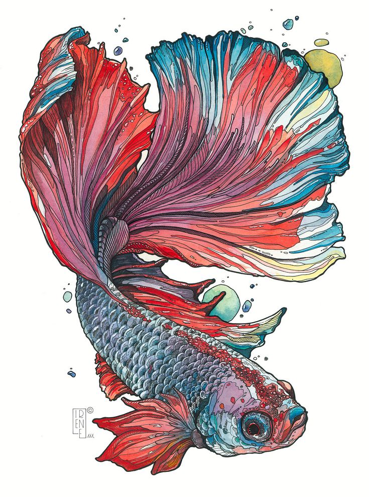 a drawing of a red and blue fish