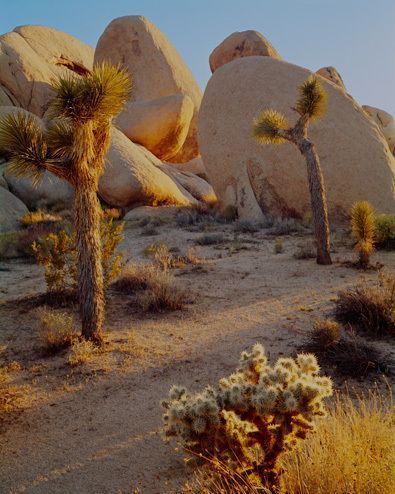 some very pretty rocks and trees in the desert