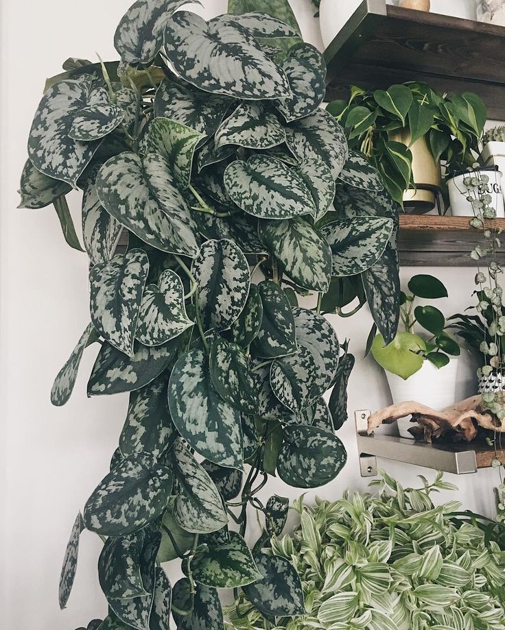 a large green plant sitting on top of a wooden shelf next to other potted plants