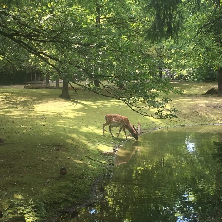 a deer that is standing in the grass by some water and trees with it's reflection on the water