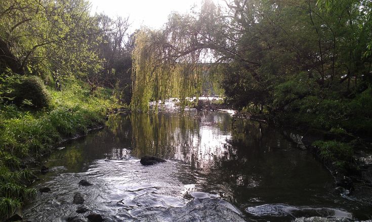 a river running through a lush green forest