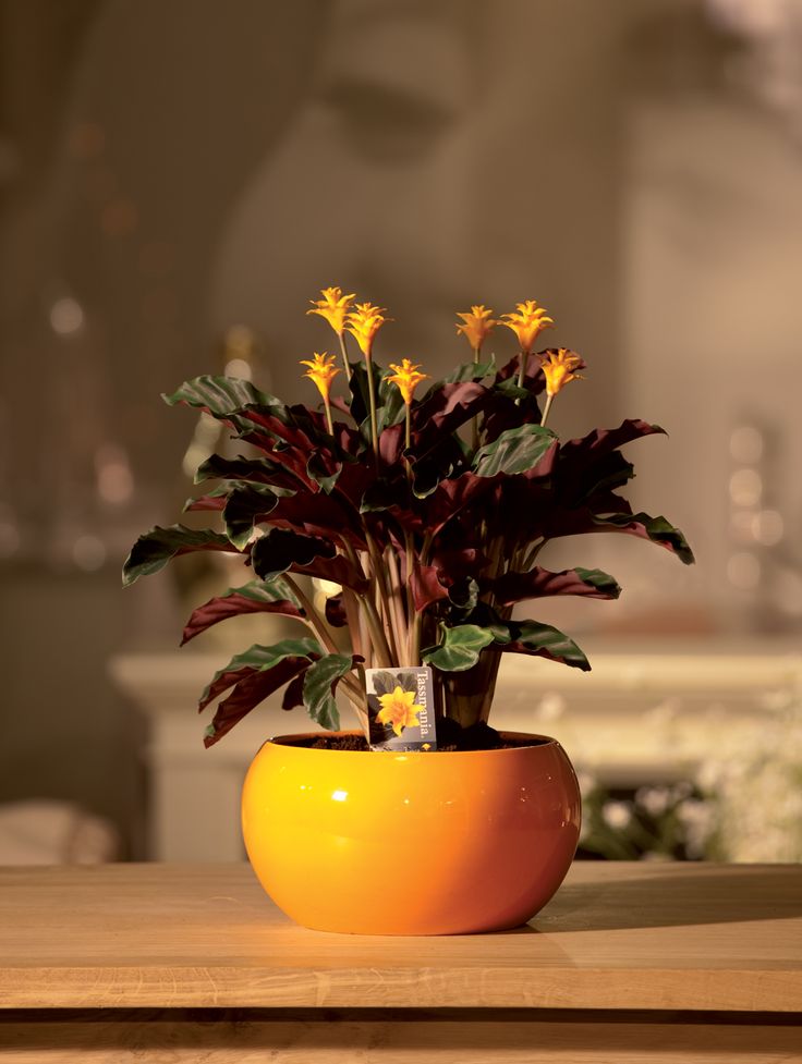 a potted plant sitting on top of a wooden table