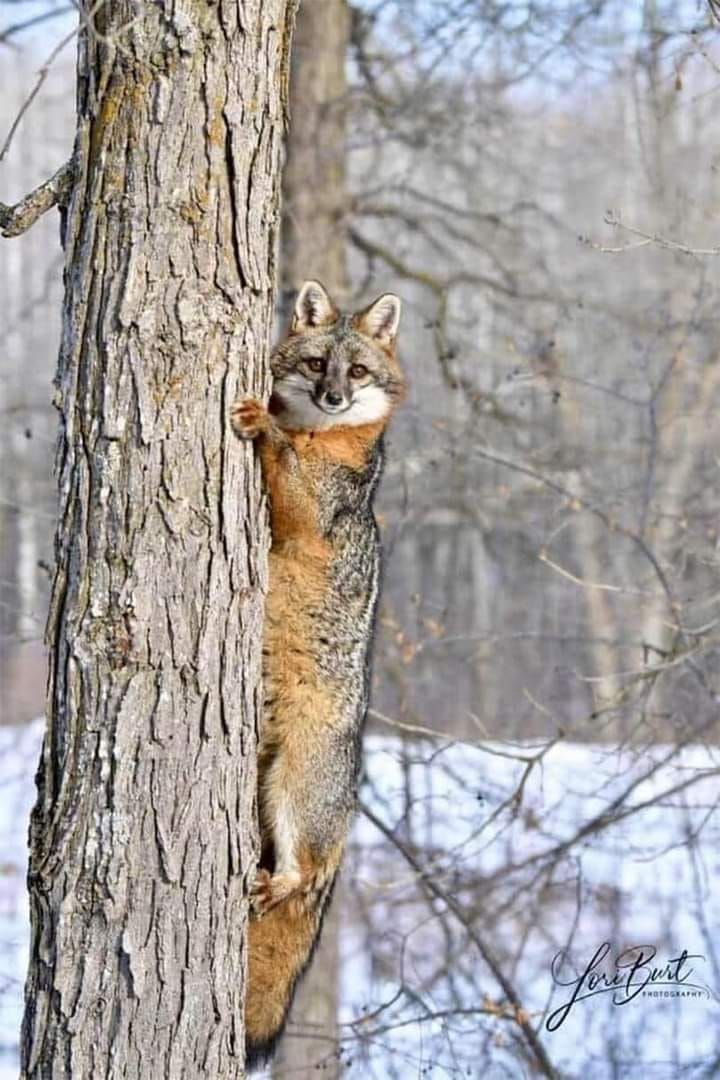 a cat climbing up the side of a tree