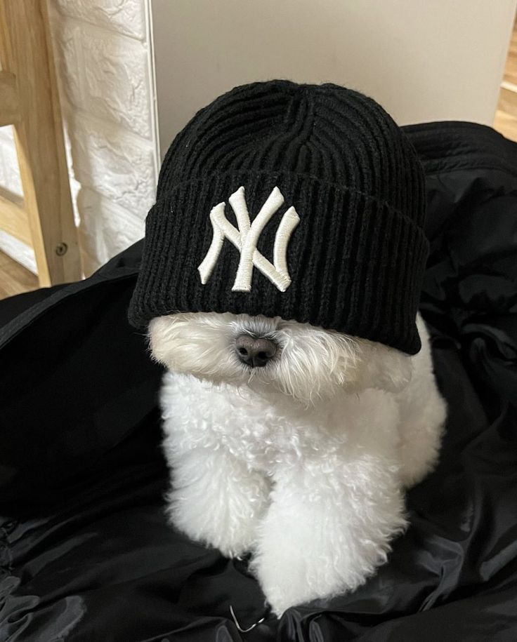 a small white dog wearing a new york yankees hat on top of a black jacket