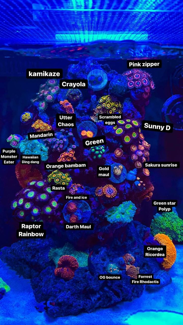 an aquarium filled with lots of different types of corals