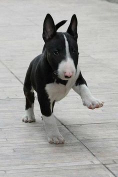 a small black and white dog standing on top of a wooden floor