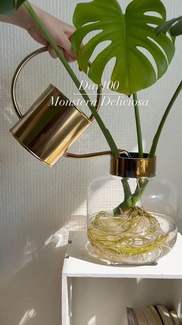 a person is pouring water into a vase with a plant in it