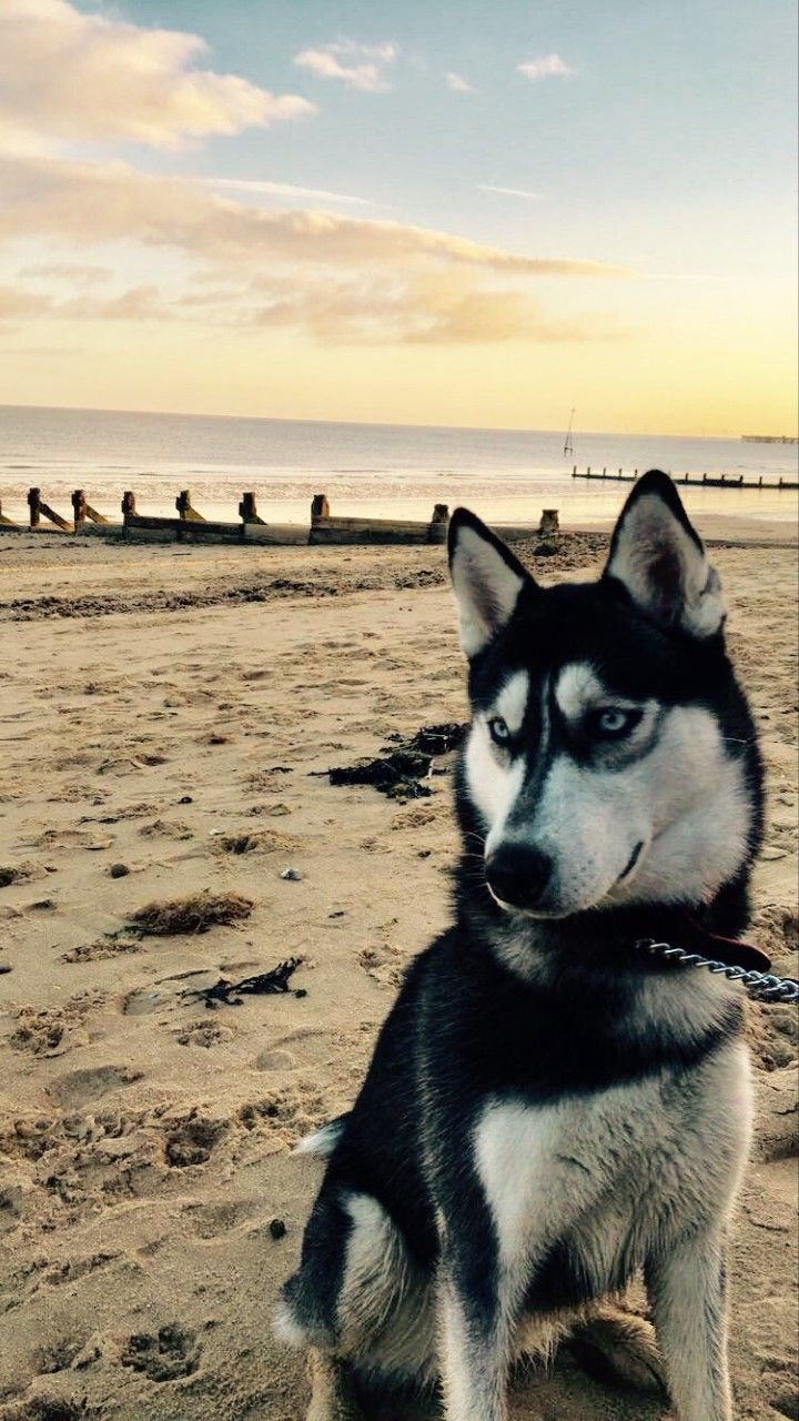 a black and white dog sitting on top of a sandy beach