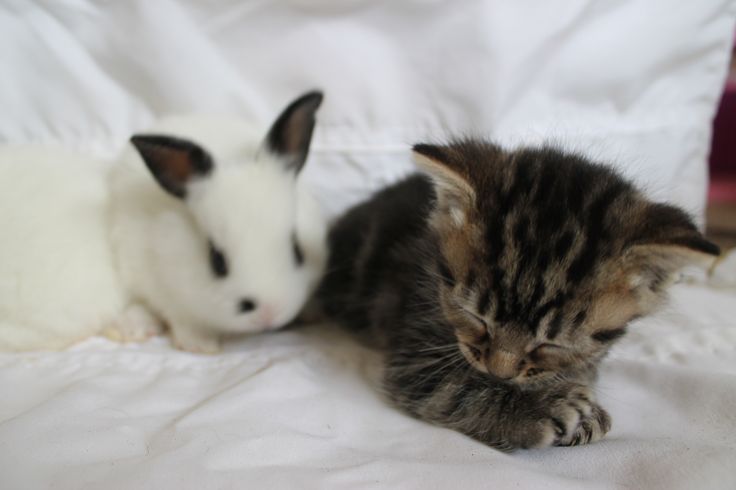 two kittens and a bunny are laying on a bed