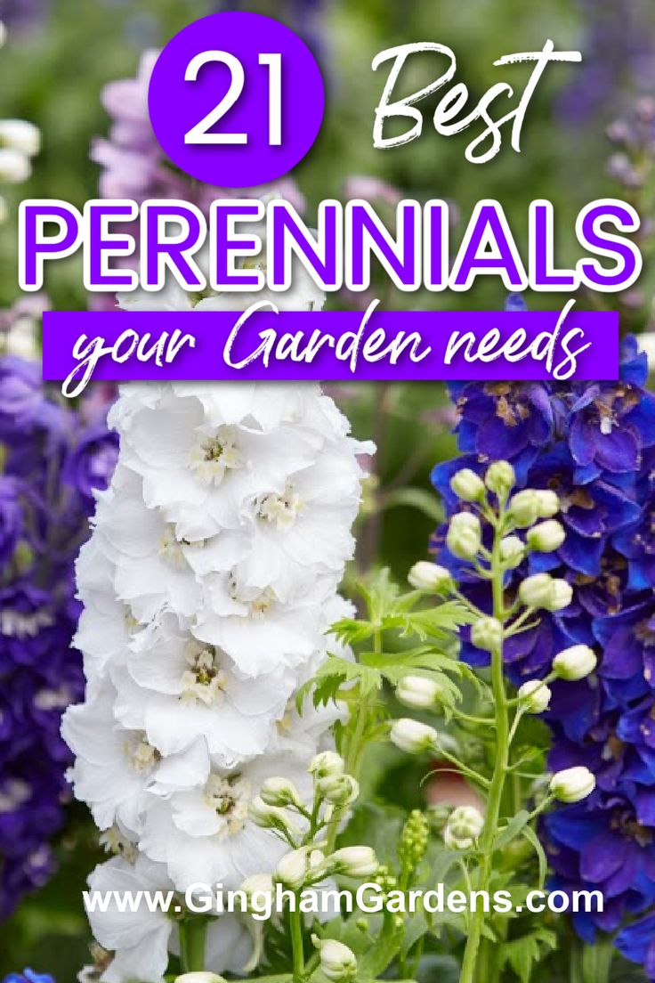 blue and white flowers with the words, best perennials for garden needs on it