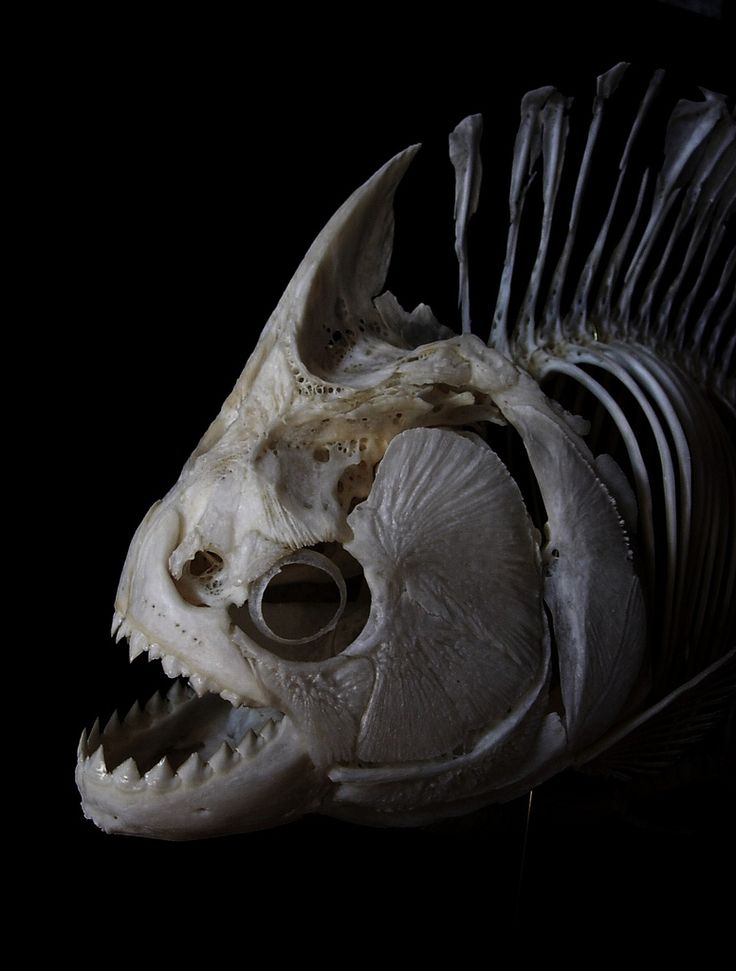 a fish skeleton with its mouth open and it's teeth missing from the body