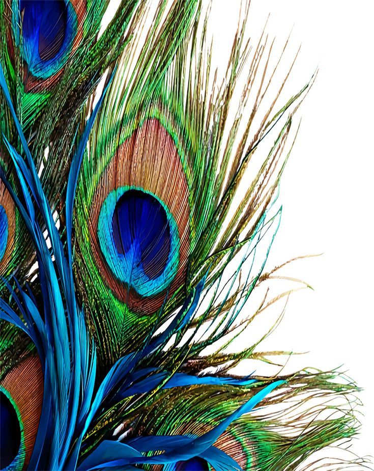 a close up of a peacock's feathers on a white background