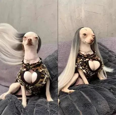 a hairless dog sitting on top of a bed wearing a leopard print shirt and skirt