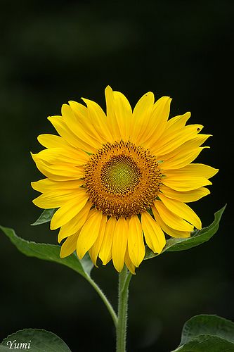 a large yellow sunflower with green leaves in the foreground and a dark background