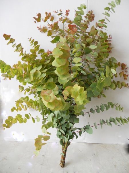 a bunch of green leaves in a vase