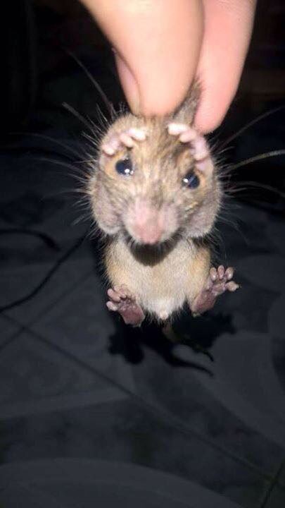 a small rodent is being petted by someone's hand on a black surface