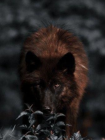 a black and brown dog standing next to some bushes in the dark night with it's eyes open