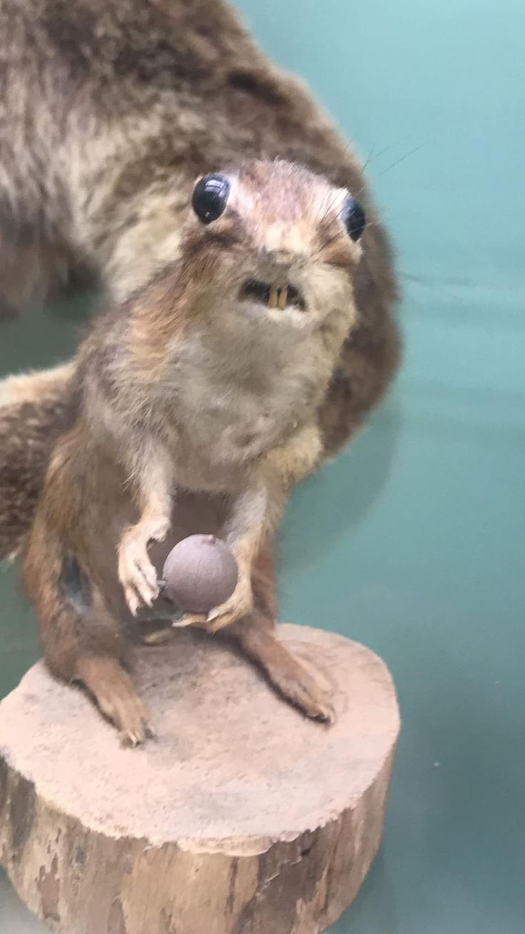 a stuffed animal is sitting on top of a wooden stump in a glass display case