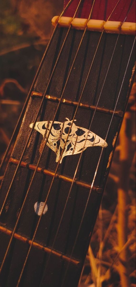 a moth is sitting on the back of an acoustic guitar's fret cover