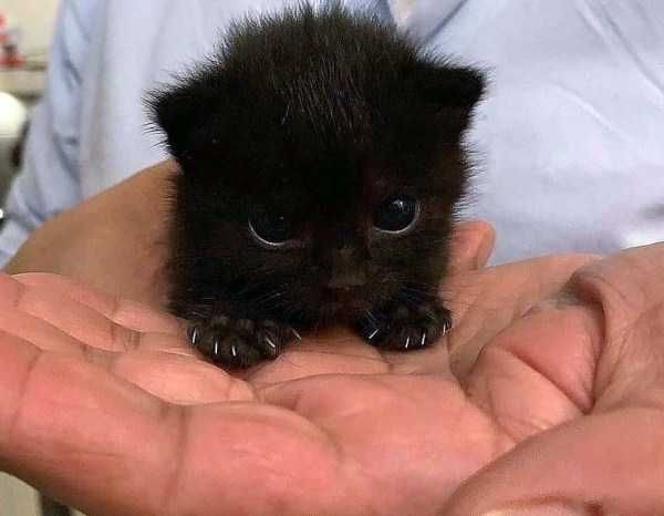 a small black kitten sitting in the palm of someone's hands