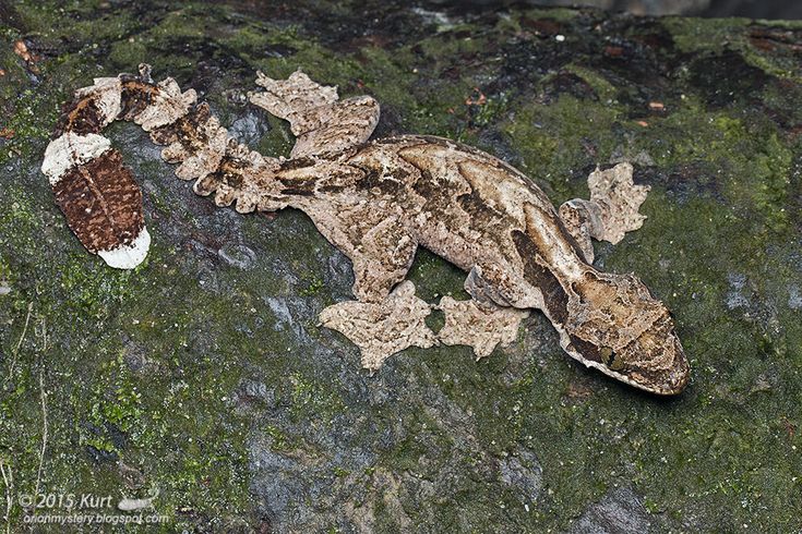 a large lizard laying on top of a green moss covered ground next to a brown and white shoe