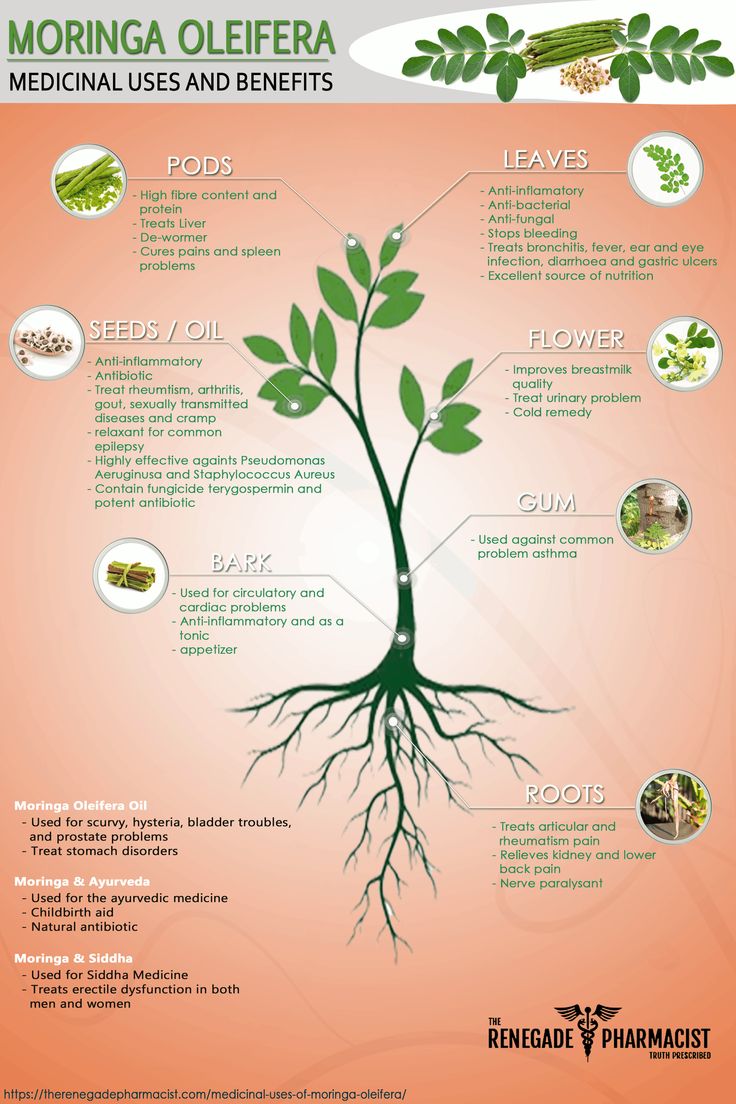 Moringa Recipes, Moringa Benefits, Moringa Tree, Miracle Tree, Moringa Leaves, Magic Herbs, Fast Growing Trees, Cold Home Remedies, Healthy Benefits