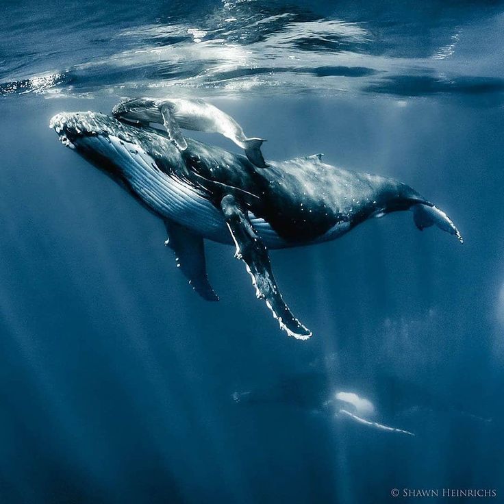 two humpback whales swimming in the ocean