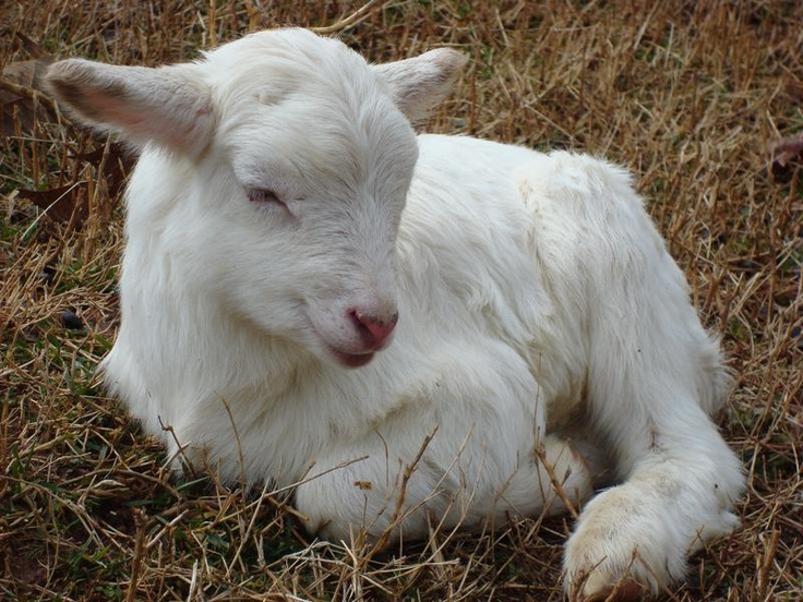 a white goat laying in the grass with its eyes closed