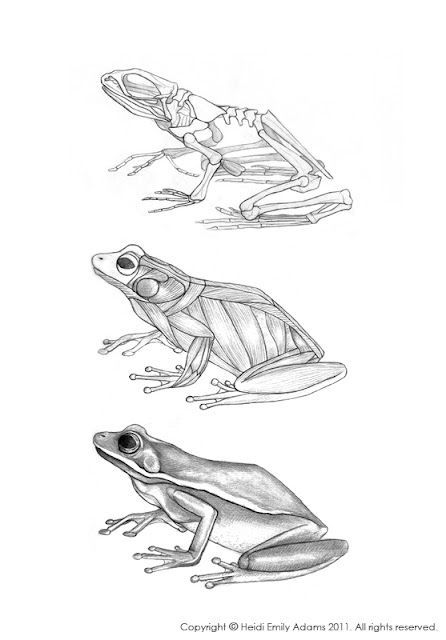 three frogs sitting on top of each other in different positions, with one frog looking at the