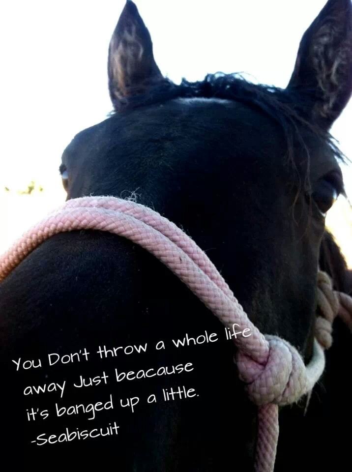 a close up of a horse's head with a rope around it and a quote on the side