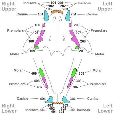 the anatomy of an animal's body and its external structures, including the bones