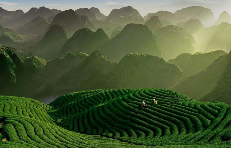 a green landscape with mountains and people in the middle, surrounded by tea bushes that have been cut into rows