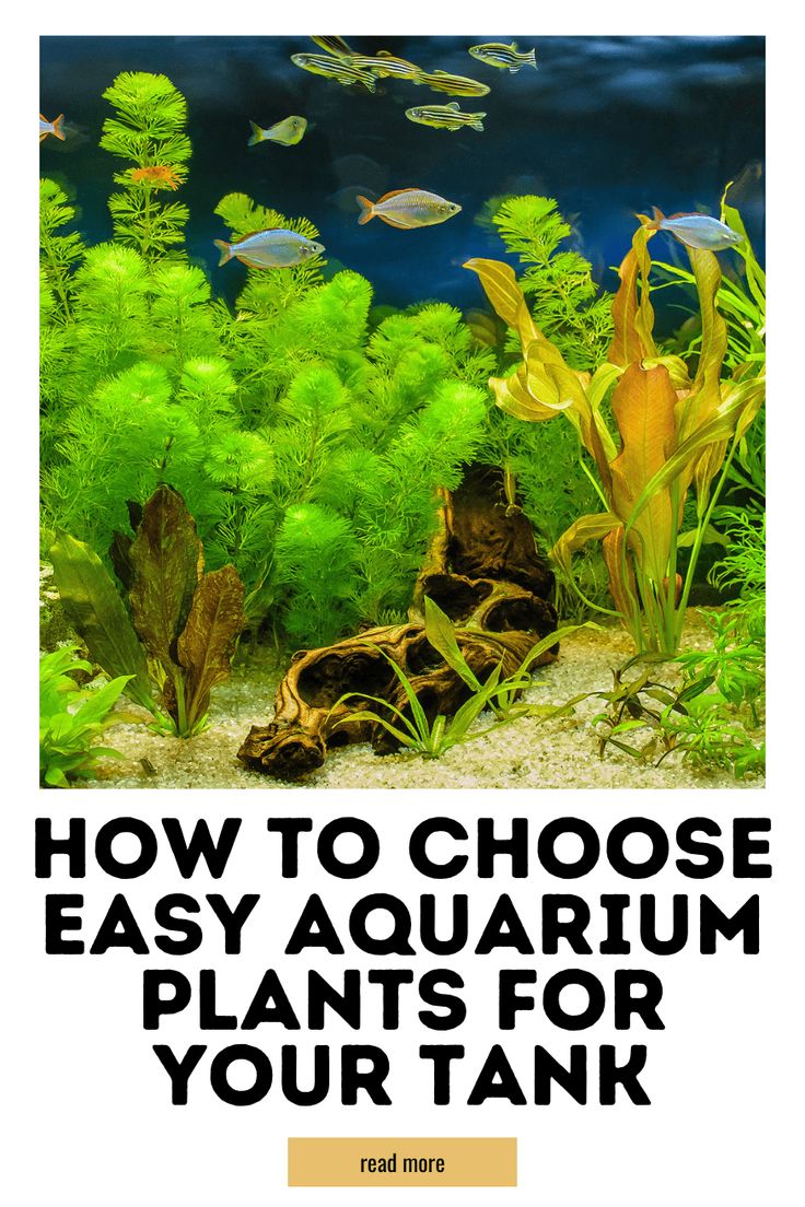 Beginner-Friendly Aquarium Plants You Can Add Today 5 Gallon Aquarium, Aquarium Tips, Aquarium Inspiration, Aquarium Store, Fish Tank Ideas, Aquarium Stand, Nature Aquarium, Fish Breeding, Red Plants