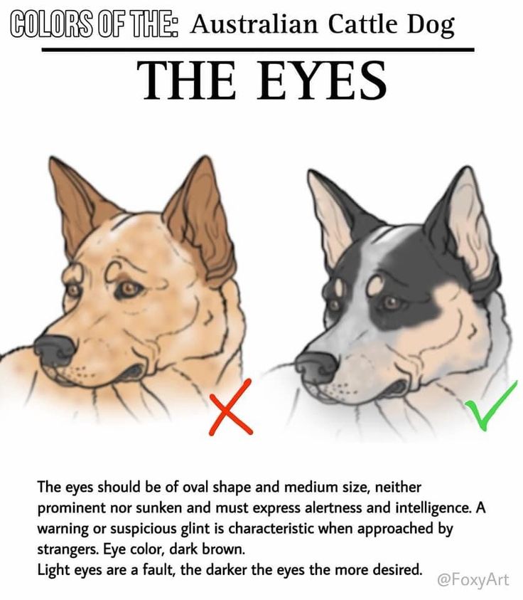 two dogs are shown with the words colors of the australian cattle dog and the eyes