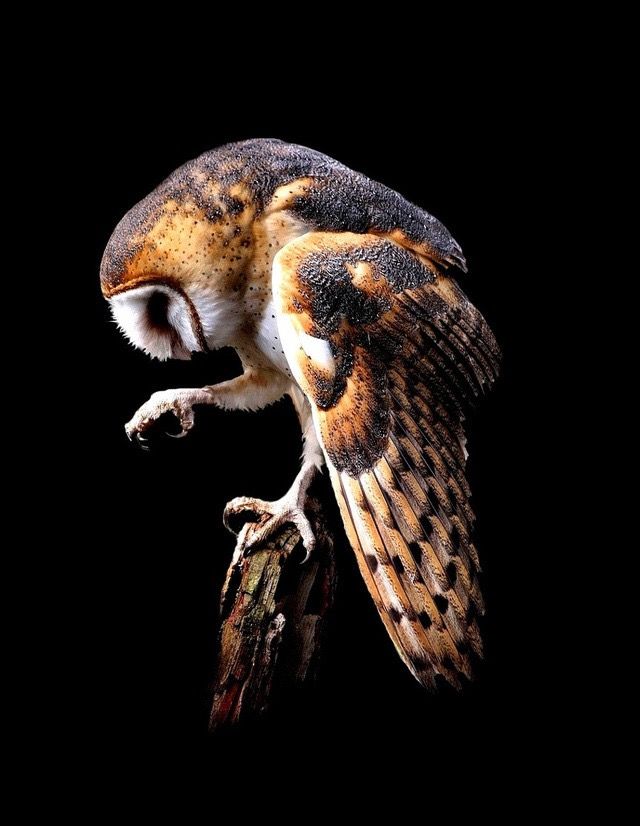 an owl perched on top of a tree branch with it's wings spread out