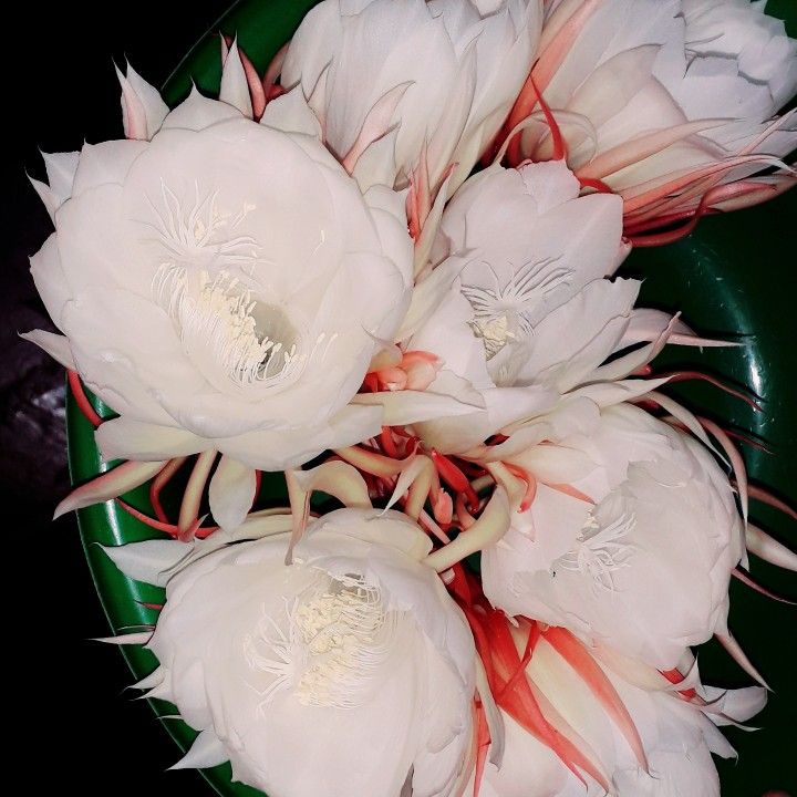 some white flowers are in a green bowl