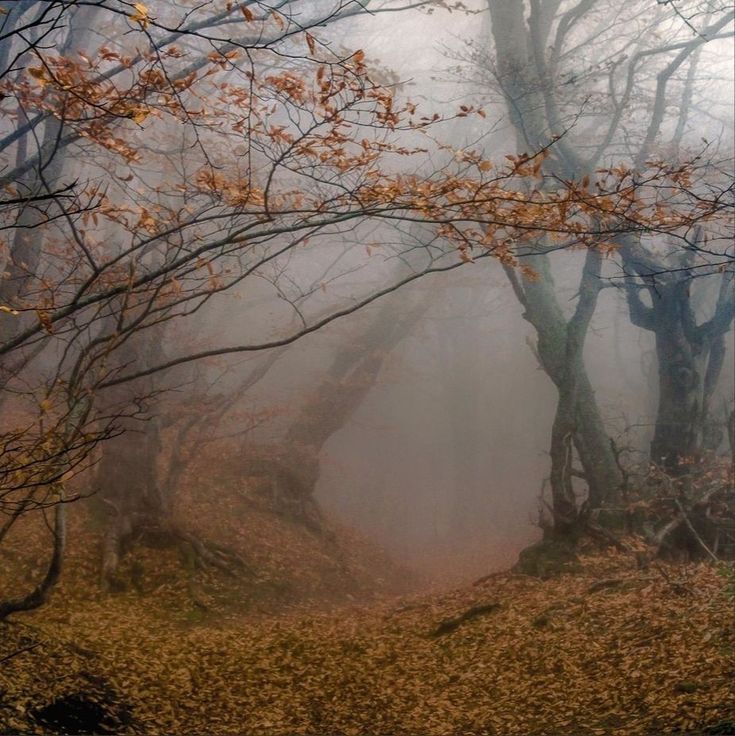 foggy forest with trees and leaves in the foreground, on a fall day