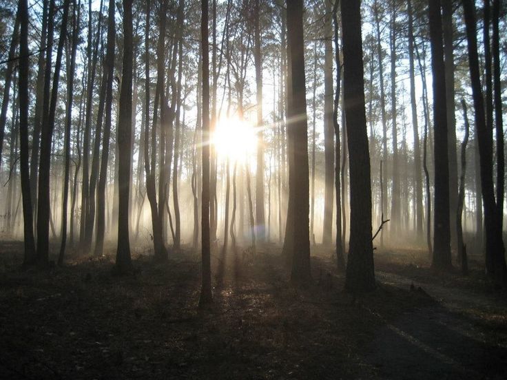 the sun is shining through the trees in the woods