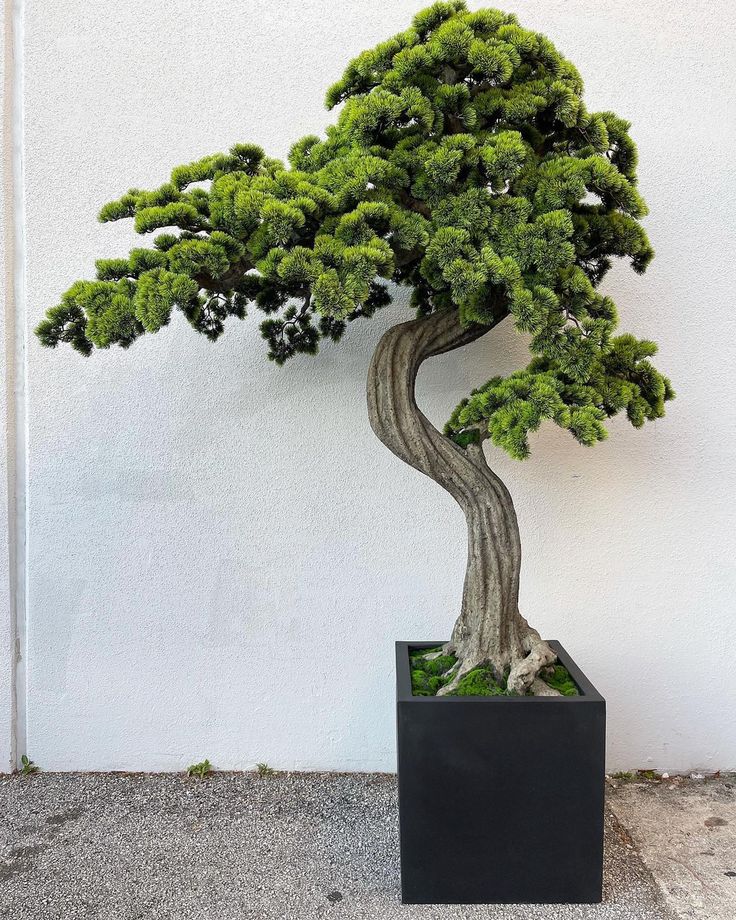 a bonsai tree in a black square pot on the side of a white wall