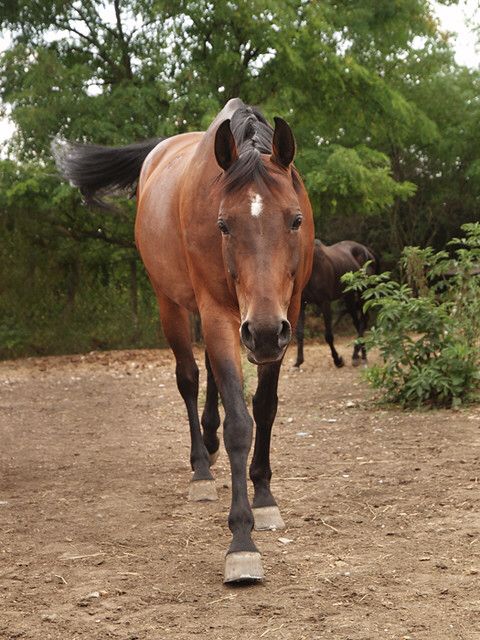 a brown horse walking down a dirt road with another horse in the distance behind it