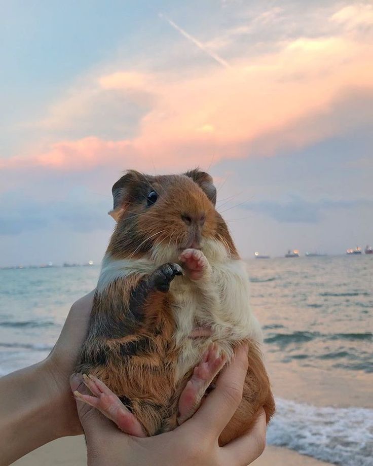 a person holding a brown and white hamster on the beach near the ocean at sunset