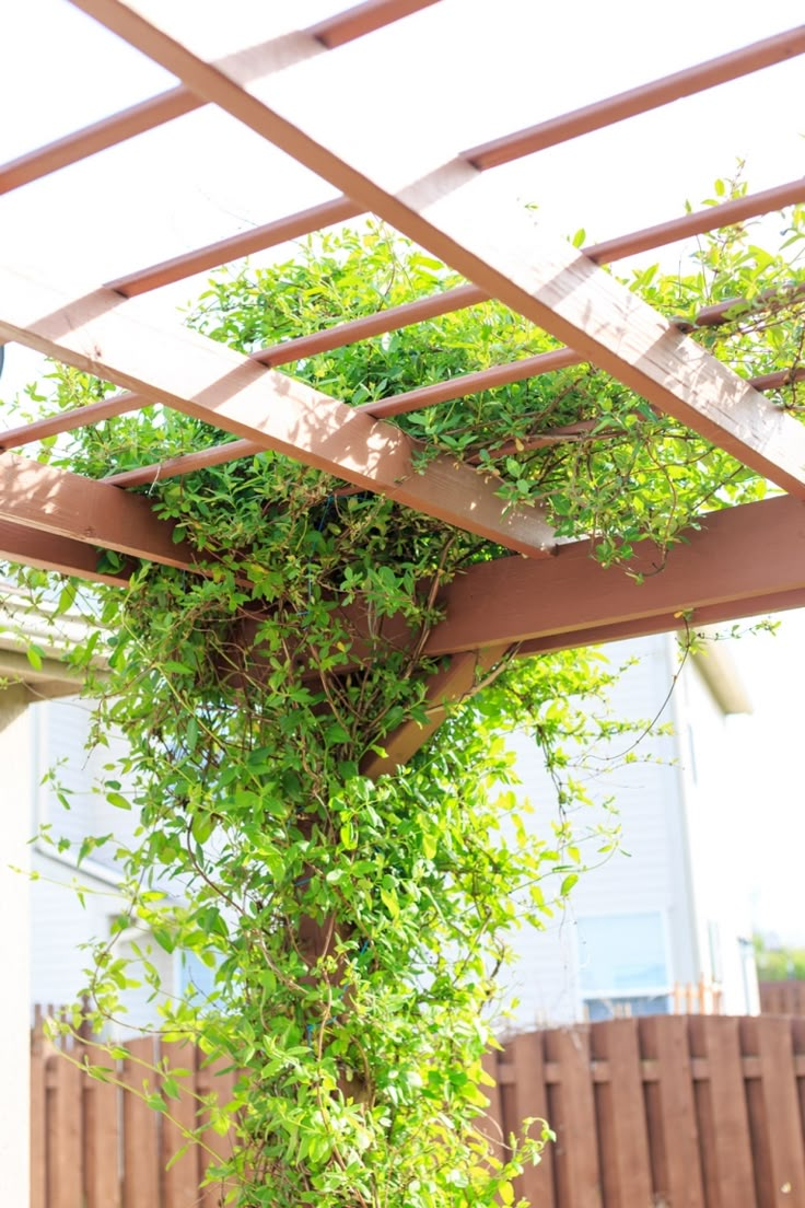 an outdoor area with a wooden pergoline covered in green leaves and vines, next to a house