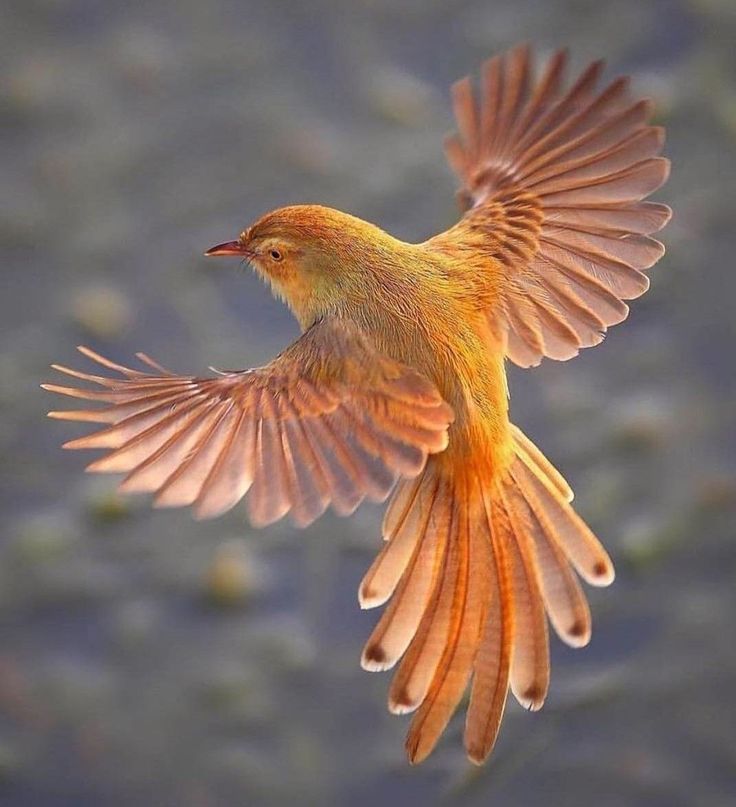 a yellow bird flying in the air with it's wings spread