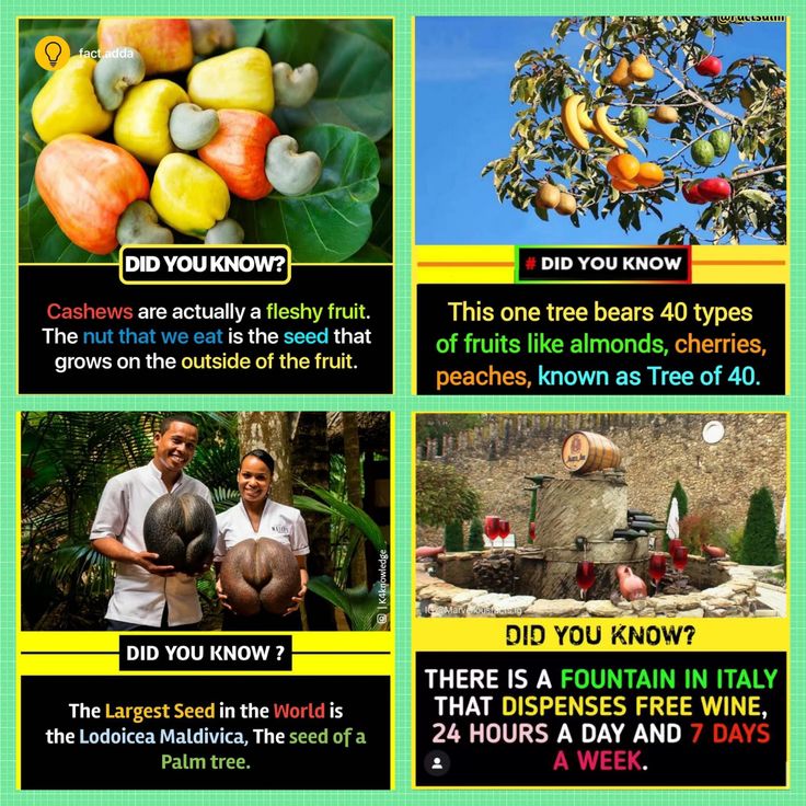 four different types of fruit are shown in this poster, and there is also an article about them