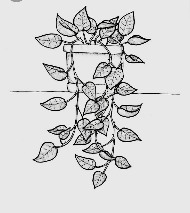 a drawing of a plant with leaves growing out of it